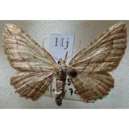Horisme corticata (Treitschke, 1835) Paśnik korowik Czech11j
